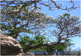 amara5.gif